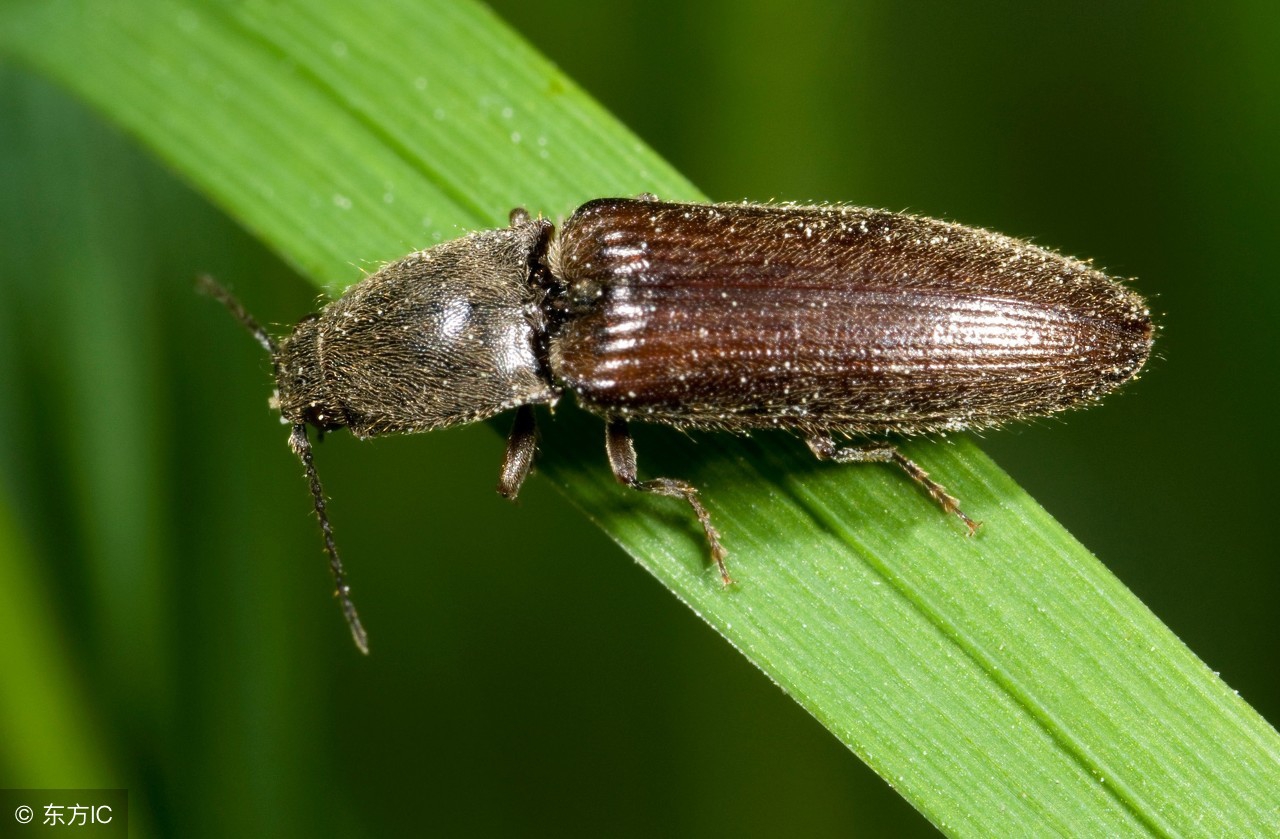 仿写昆虫备忘录写一种昆虫300字,昆虫备忘录没见过的昆虫