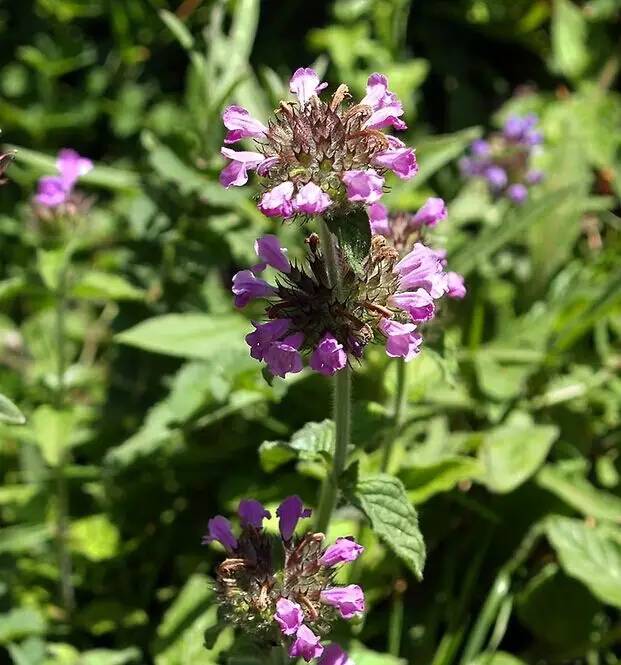 香草的10种吃法,西厨必备的十种香草