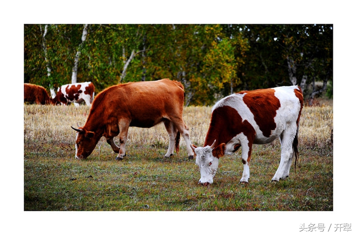 牛羊血吸虫病防治,多雨季节养羊防羊瘟