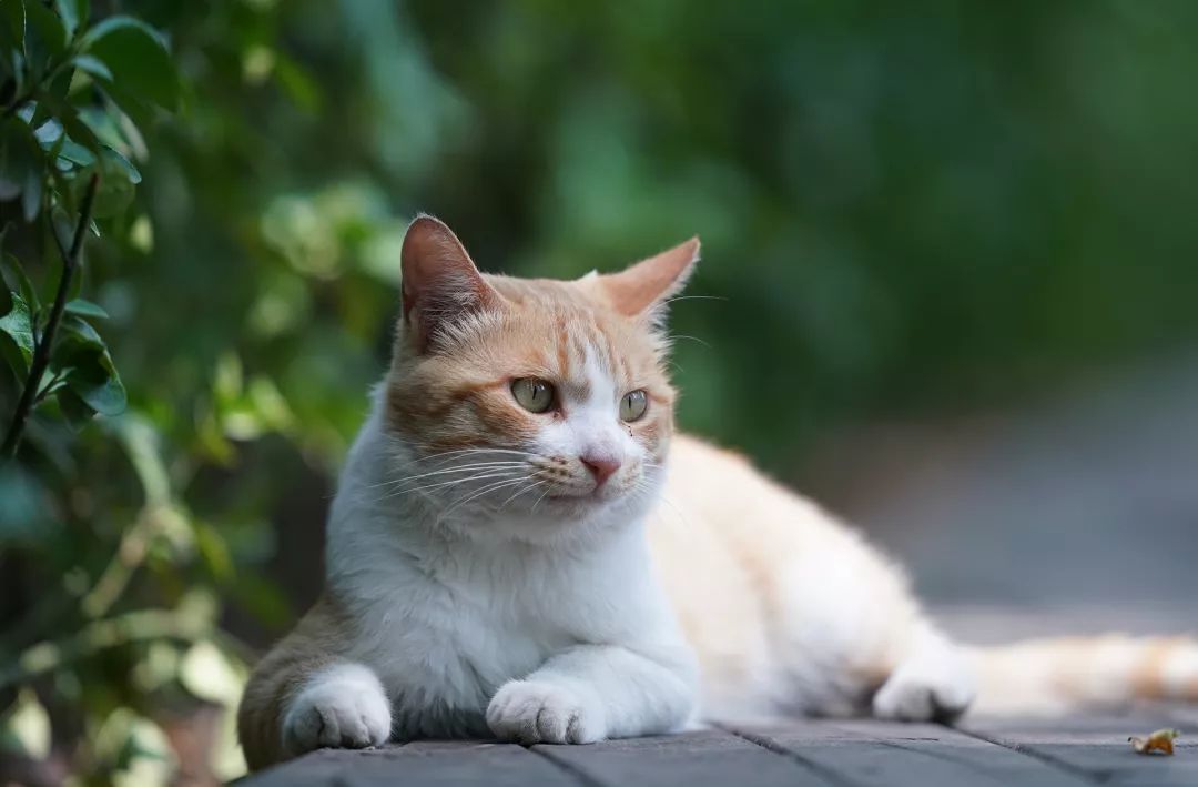 索尼sel24105镜头评测,长焦大炮镜头性价比推荐