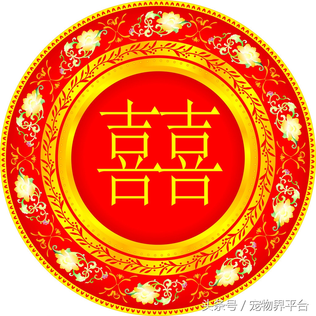 狗狗可以列为伴侣动物吗,狗狗可以带着一起结婚吗