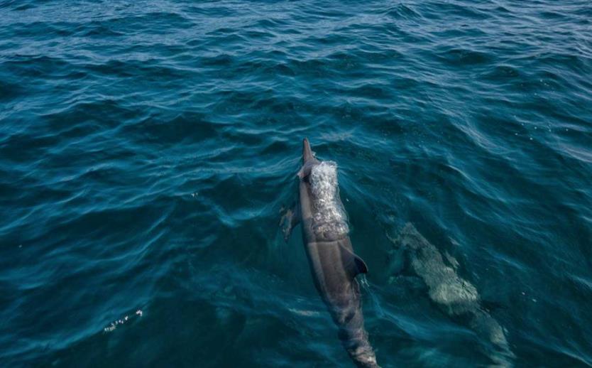 马尔代夫看鲸鲨的岛,马尔代夫看银河
