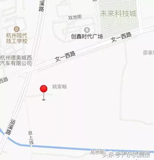 一大片向日葵花海视频,向日葵花海临平