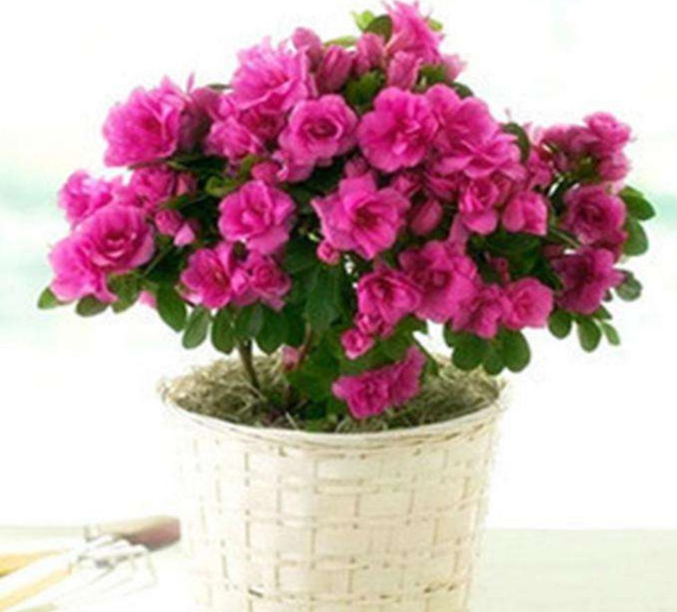 夏季杜鹃花叶子发白是什么原因,杜鹃花叶片发黑焦枯怎么办