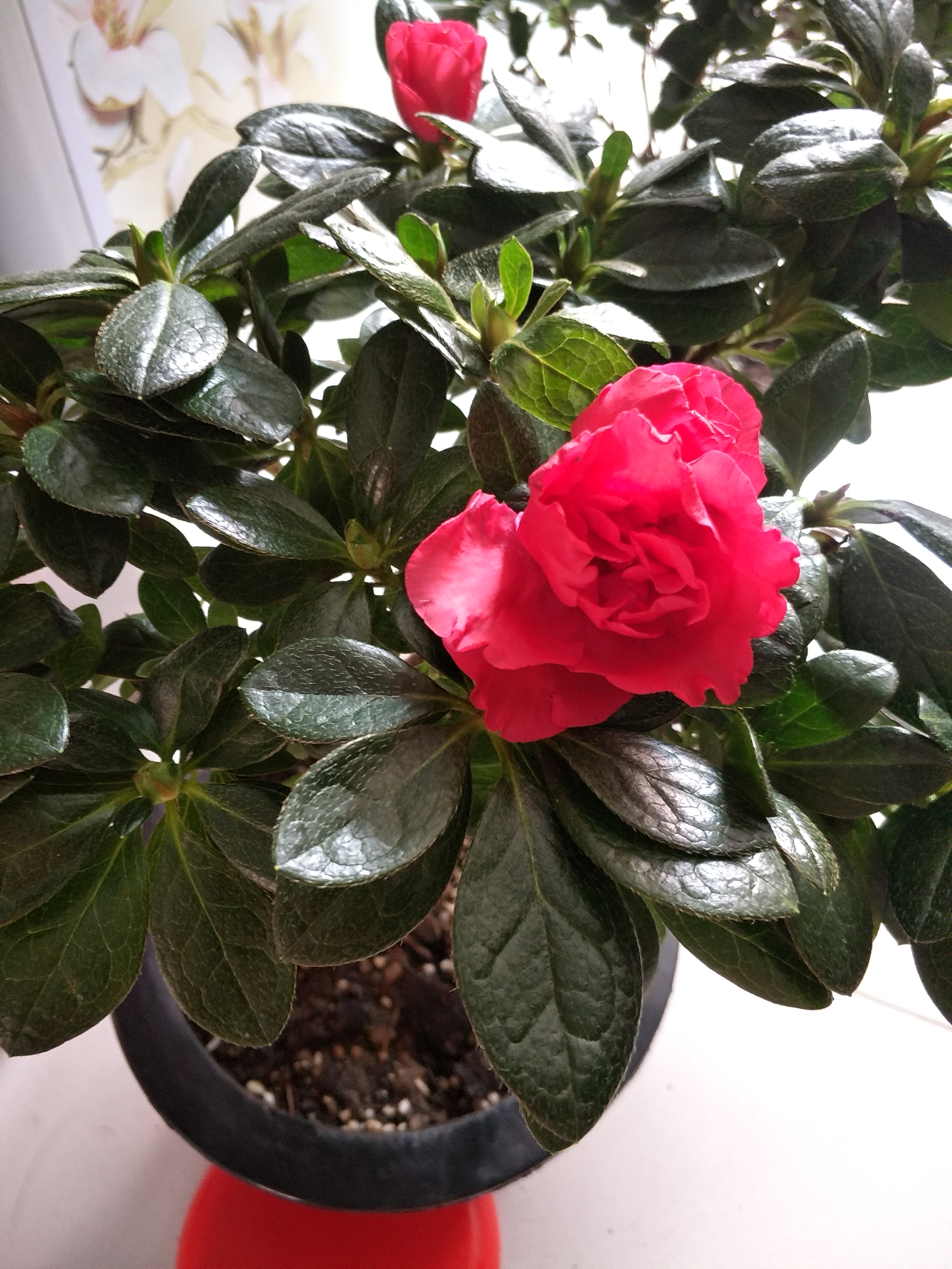 夏季杜鹃花叶子发白是什么原因,杜鹃花叶片发黑焦枯怎么办