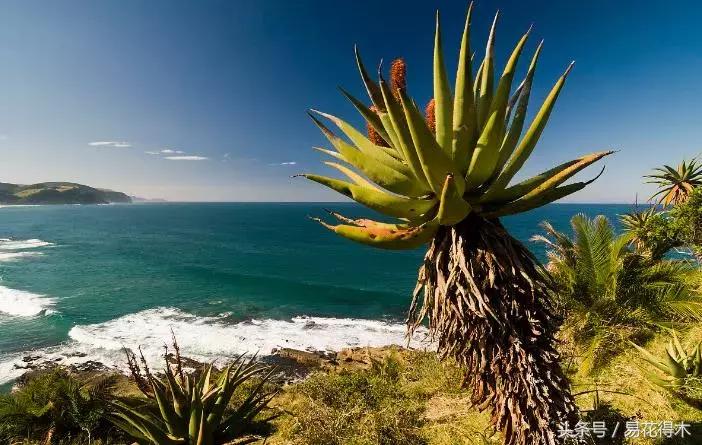 所有的芦荟都可以美容,什么样的芦荟不可以美容用