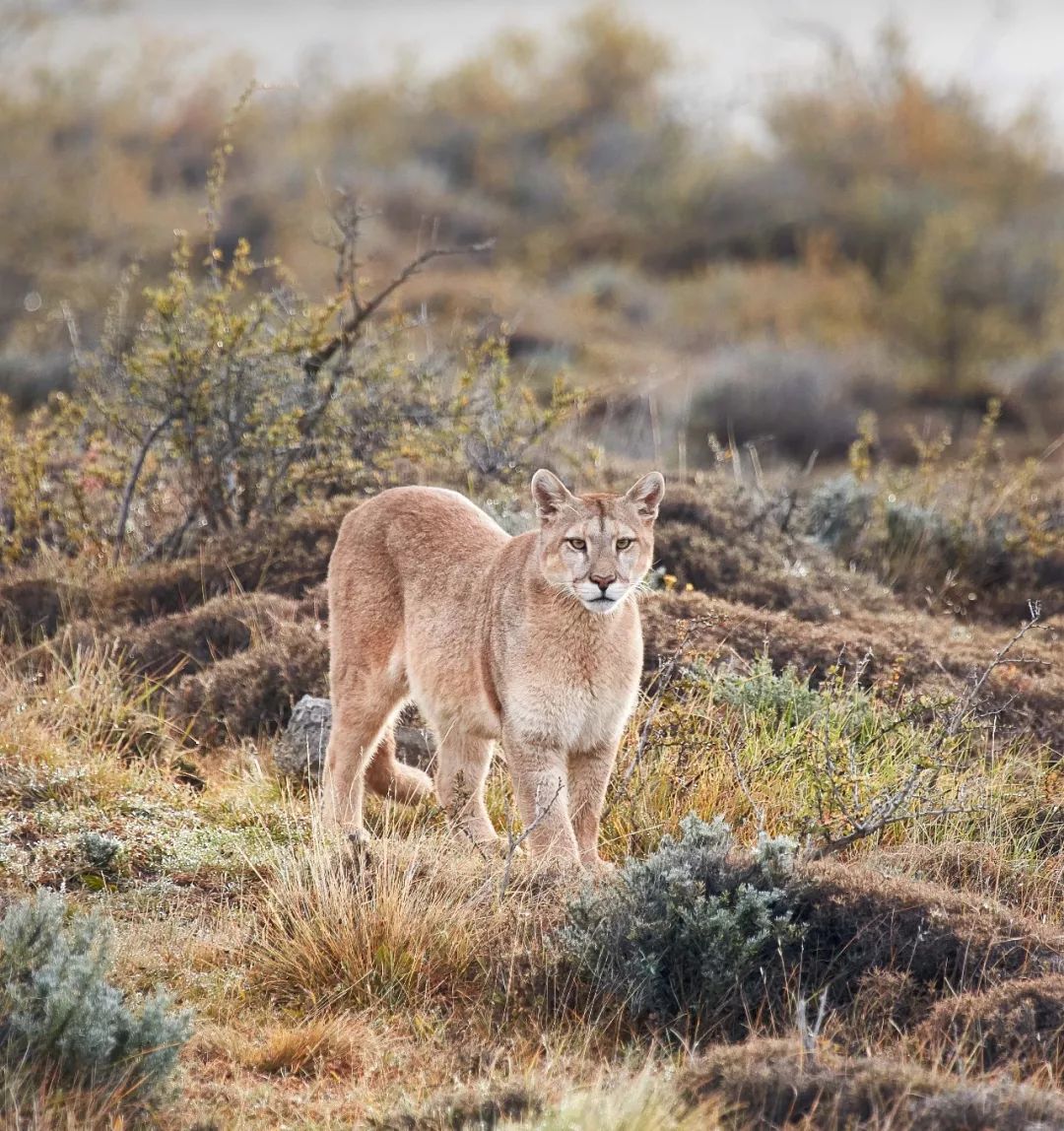 巴塔哥尼亚一个因为遥远又荒凉的地方