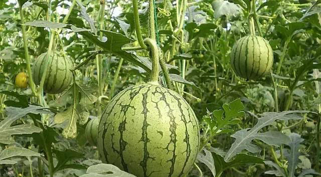 磷酸二氢钾在农作物的使用方法 (磷酸二氢钾各种作物怎么使用)