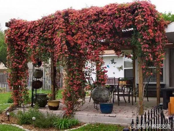 适合攀爬的植物有哪些,十种最好养的攀爬植物