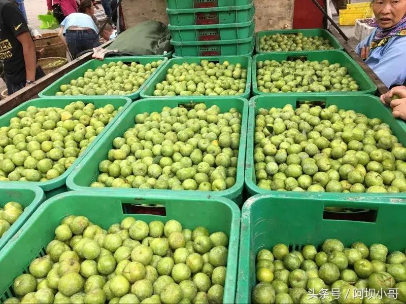 相约盛夏七月，康养汶川的李子熟了！花椒红了！