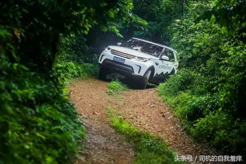 如果你想体验征服感，那养一头猛虎应该是不错的选择