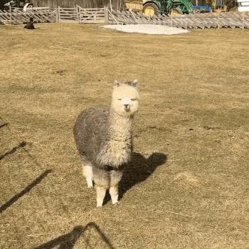 甜爆了坦诚夫妇,甜爆情侣