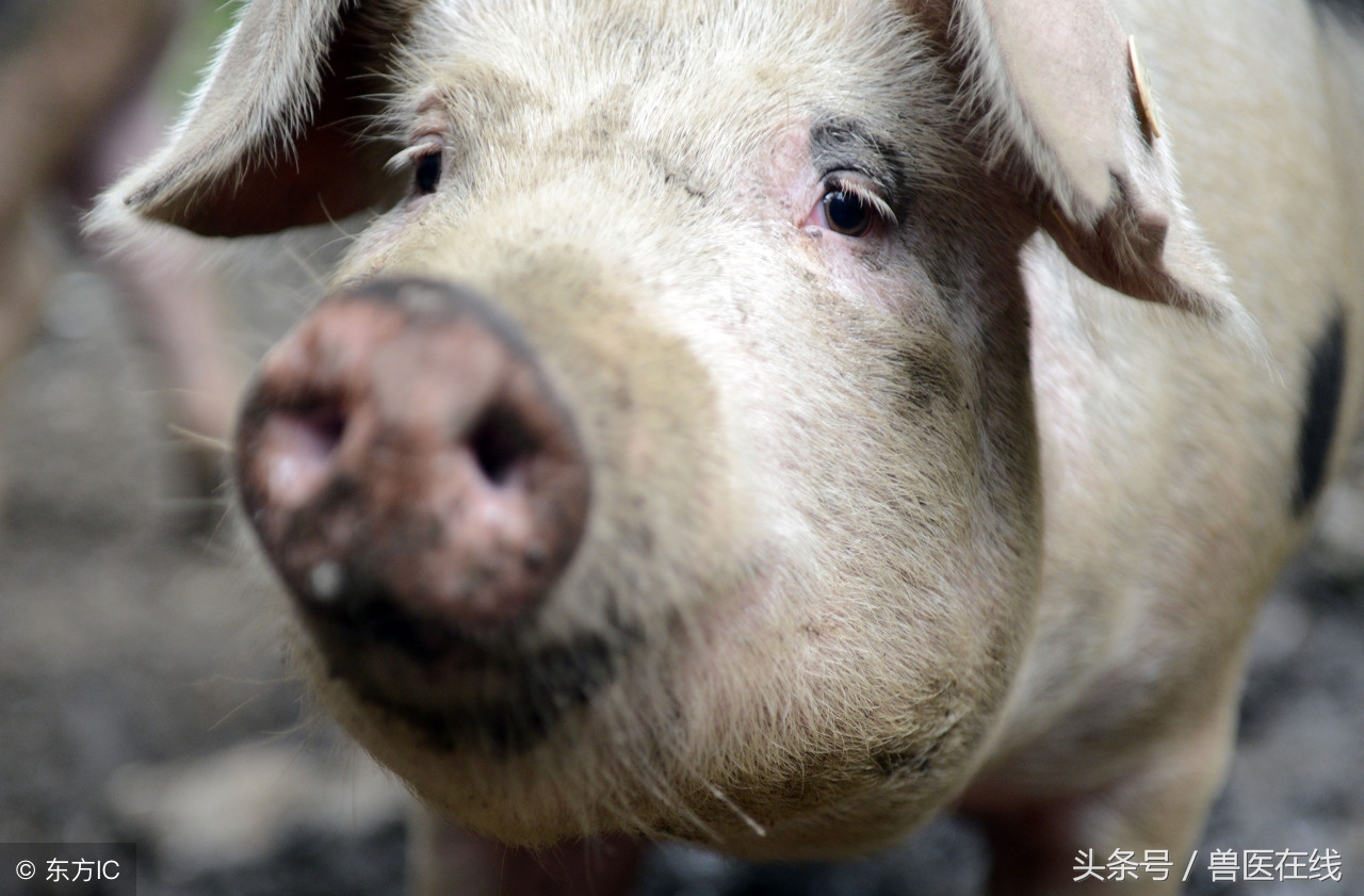 母猪在断奶后不发情？二十年兽医总结的具体原因以及治疗方式