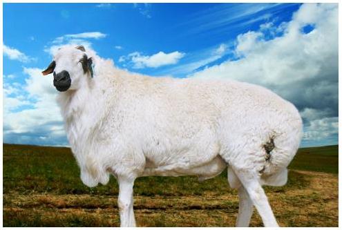 怎样快速的烤熟羊腿,如何烤出不膻不柴的羊腿