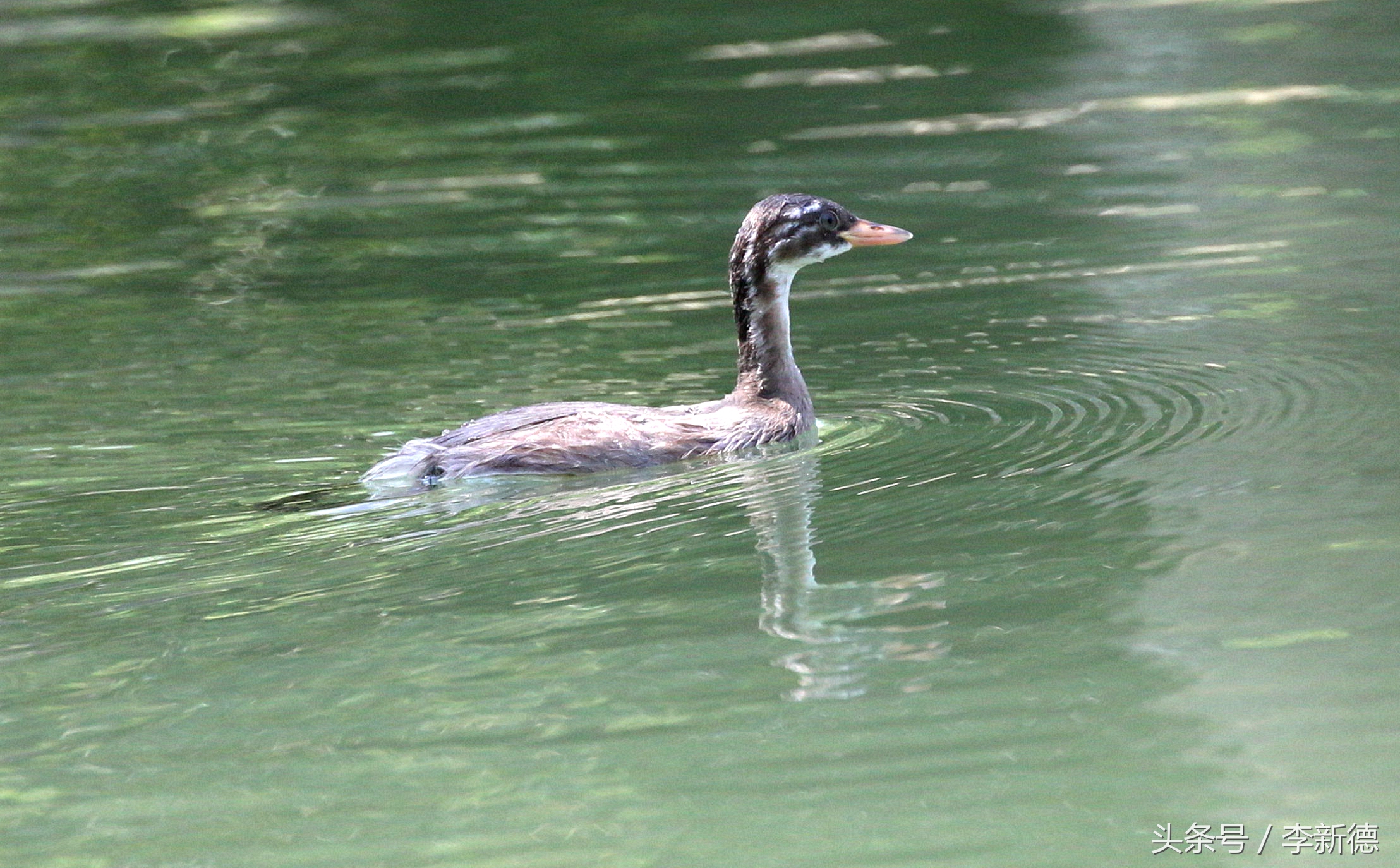 佳能5d3配24105镜头拍人像,佳能5d3501.8镜头拍合照