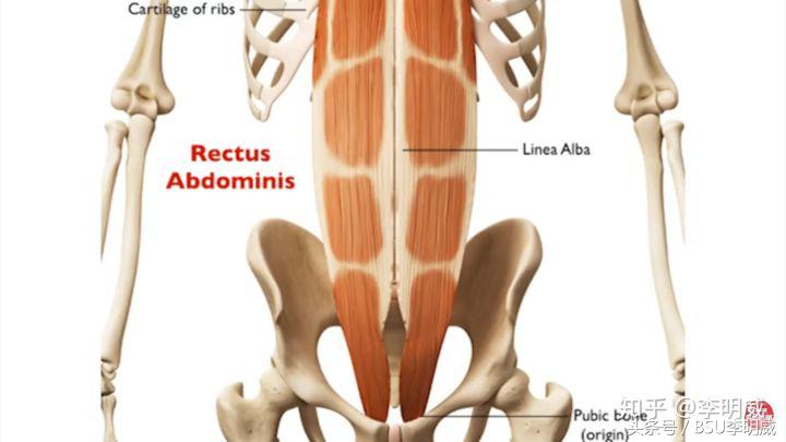 久坐的正确拉伸方法,上班族拉伸改善圆肩驼背