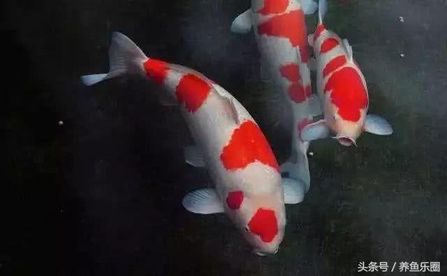 35度高温养锦鲤,锦鲤鱼缸高温怎么办