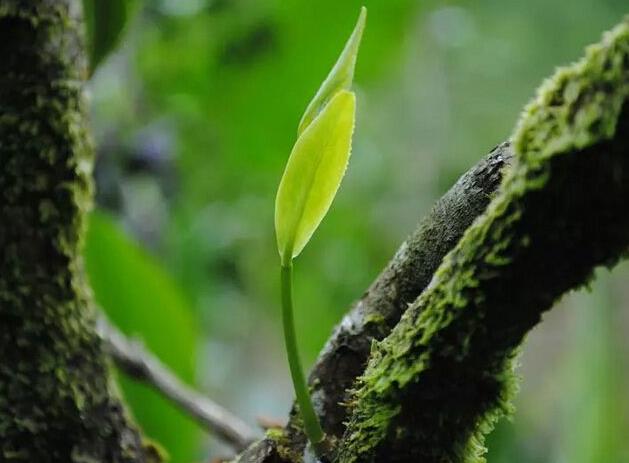 你知道如何购买才正确吗,网上买普洱茶哪家最可靠