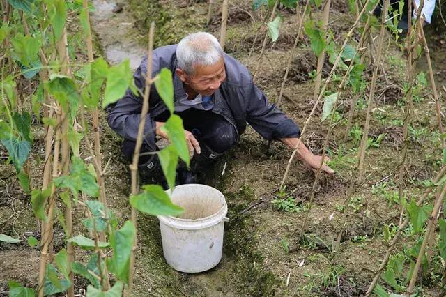 山药后期除草,山药种植怕除草剂吗