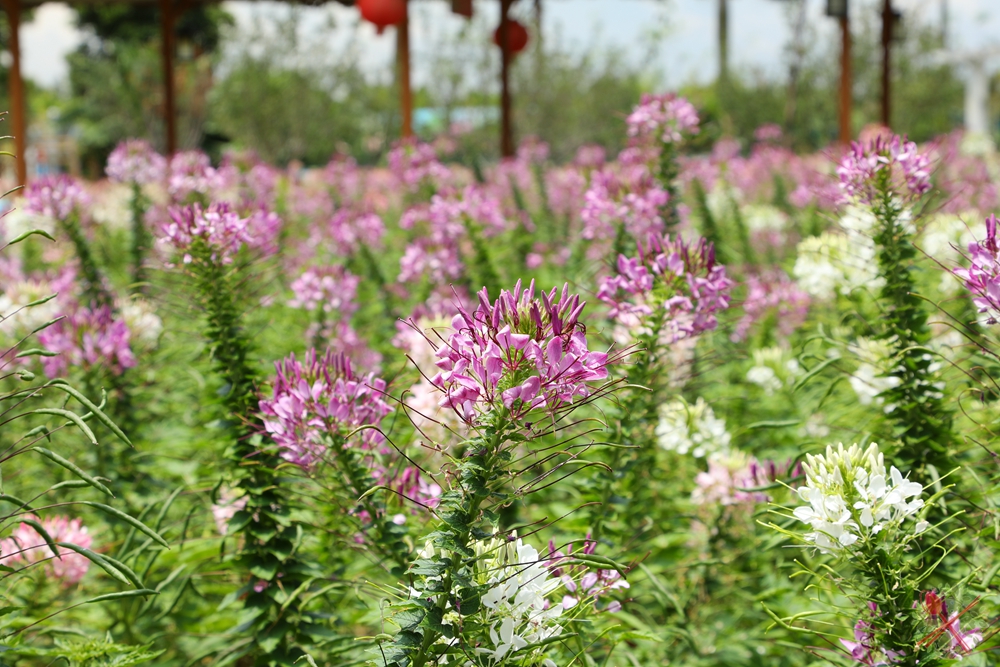 暑假带孩子逛公园,带孩子玩跳楼