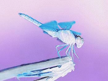 夏天雨后蜻蜓,夏天下雨蜻蜓飞得很低