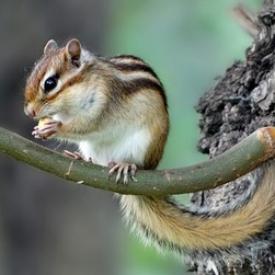 松鼠缉拿归案*法大**