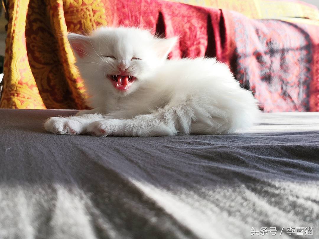 仓鼠和猫为什么是最好的朋友,猫和仓鼠居然成为了好朋友