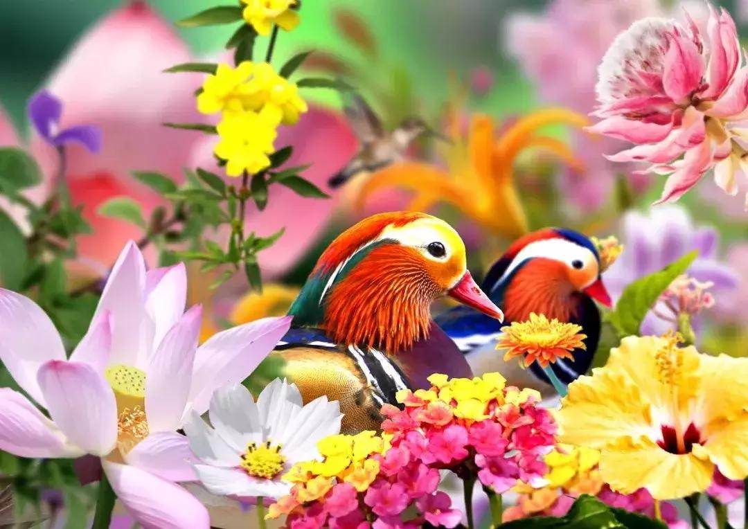 早上好清晨送你一首吉祥的歌,早上好喜鹊报喜的叫声