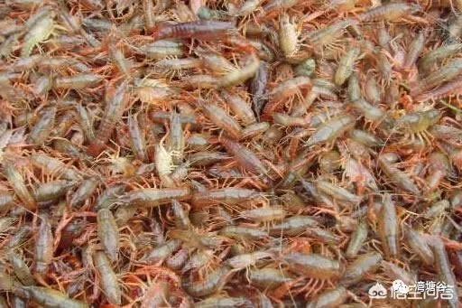 小龙虾养殖中应注意什么,小龙虾养殖要注意哪些问题