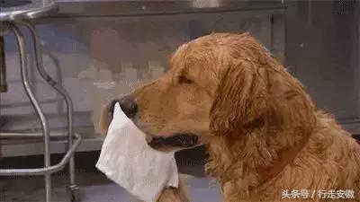 焦岗湖荷花节时间,淮南焦岗湖旅游风景区