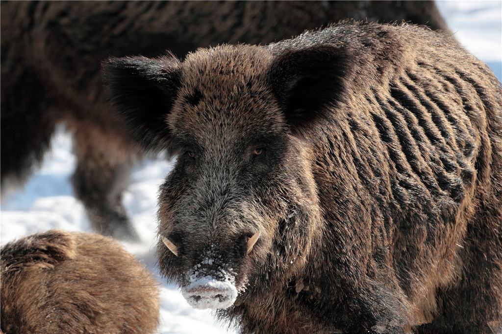 猪与人组合,猪和足球队