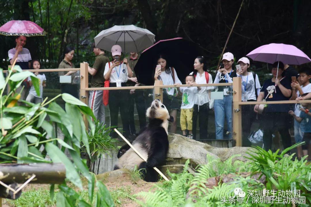 圆舟8岁啦！品足球蛋糕，预测世界杯，猫粉冒雨为他庆生！