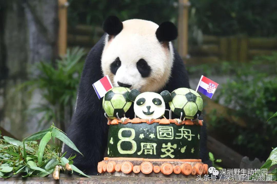 圆舟8岁啦!品足球蛋糕,预测世界杯,猫粉冒雨为他庆生!