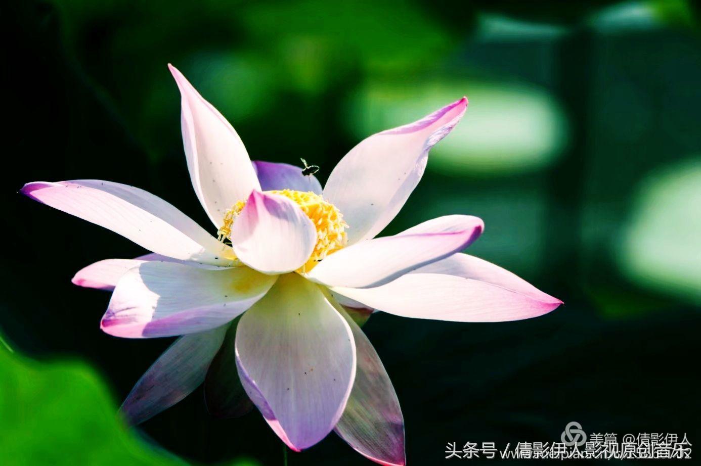 夏荷晕倒在海教官怀里,夏荷最美的十首诗