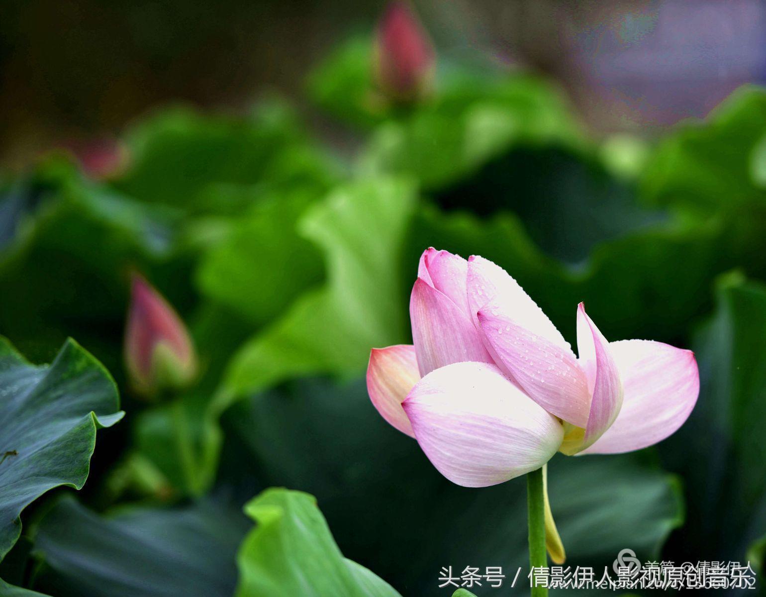 荷花之歌,立夏荷花音乐