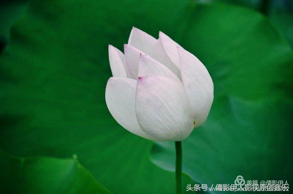 夏荷晕倒在海教官怀里,夏荷最美的十首诗