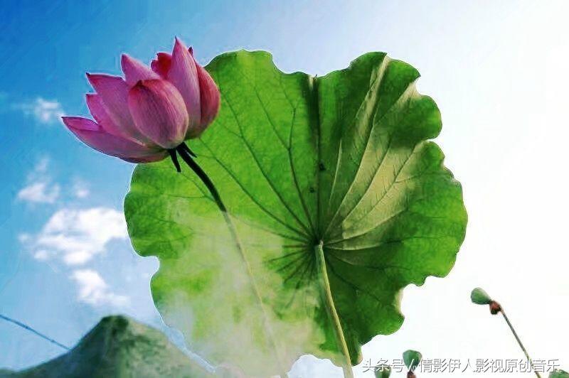 荷花之歌,立夏荷花音乐