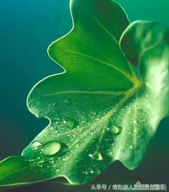 夏荷晕倒在海教官怀里,夏荷最美的十首诗