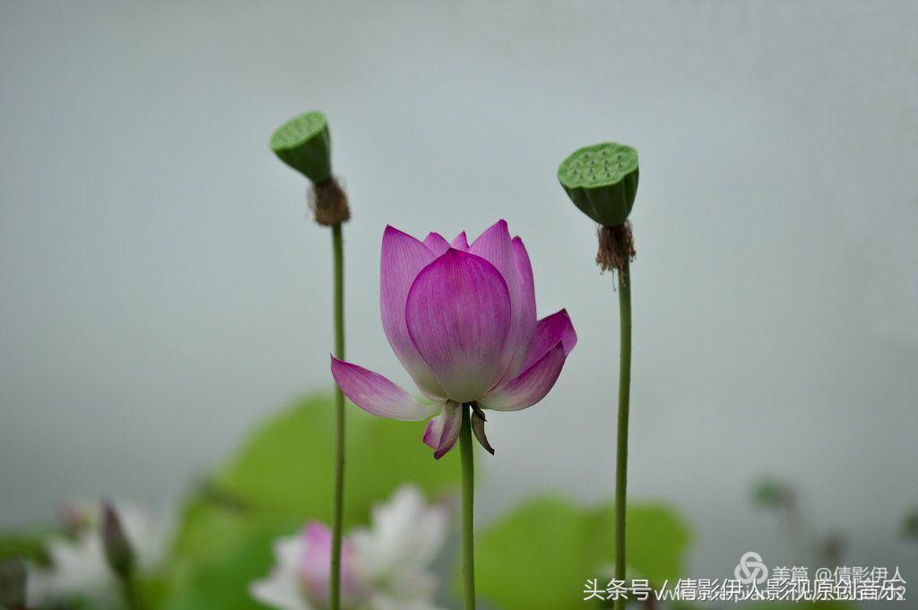 荷花之歌,立夏荷花音乐