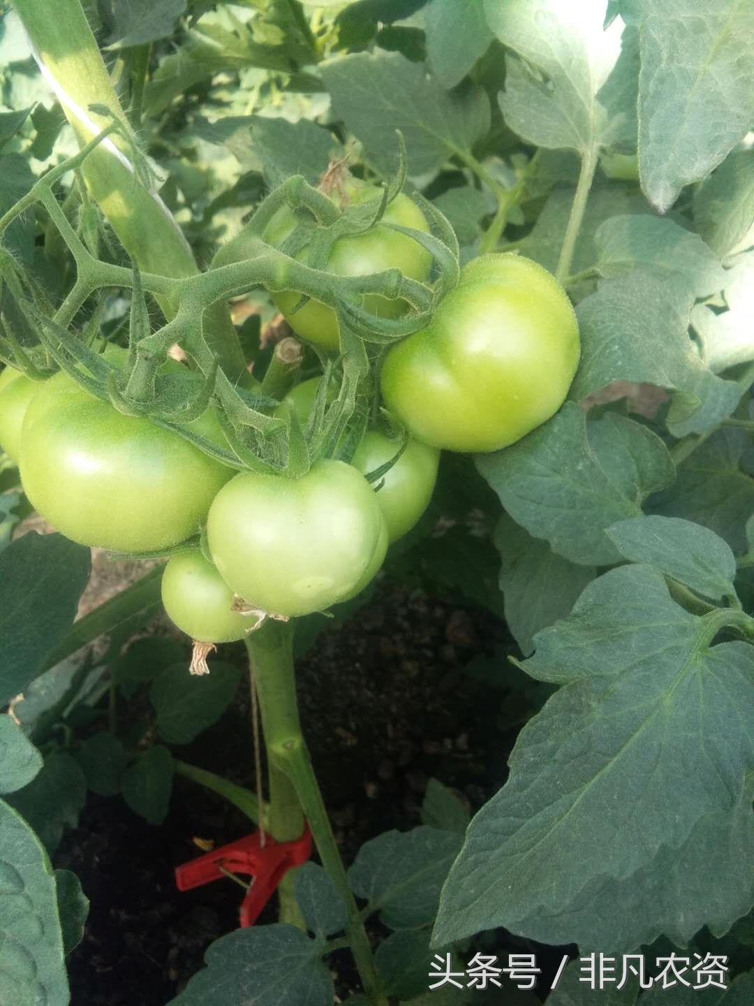 种植番茄，遇见溃疡病怎么办，不用怕，用这个配方能打住！