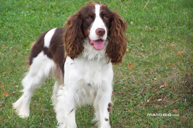 狩猎犬排名第一的犬种是什么,世界狩猎犬十大排名