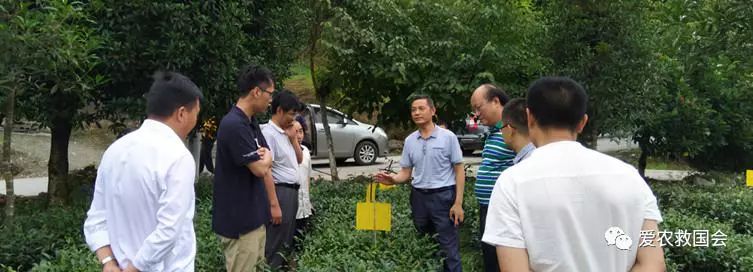 生态茶园的规划,生态茶园建设的好处