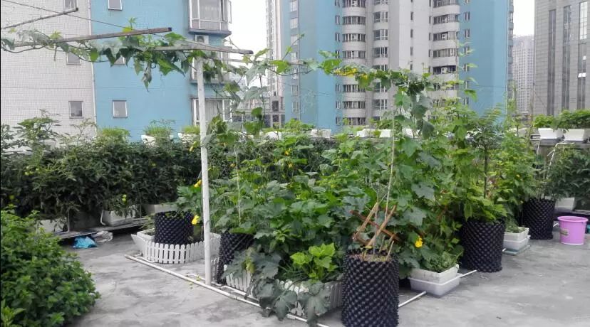 楼顶菜园土层多厚好,顶楼菜园如何防风