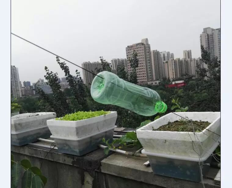 楼顶菜园土层多厚好,顶楼菜园如何防风