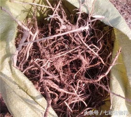 艾草的识别方法,艾草辨认