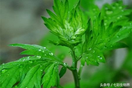 艾草的识别方法,艾草辨认