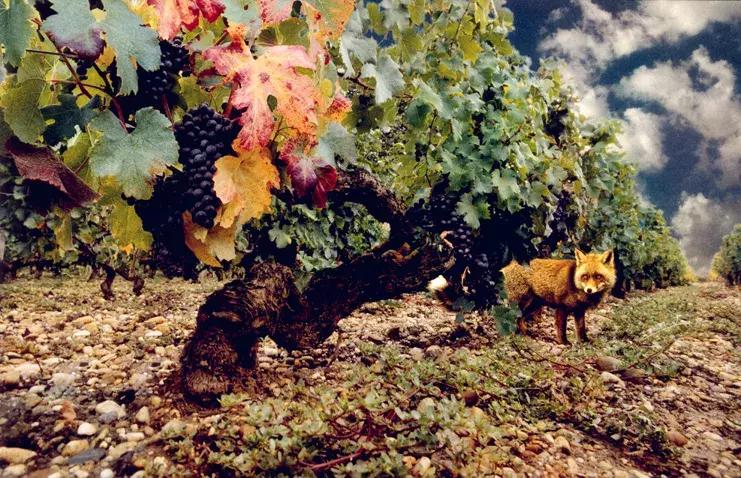 法国如果卫冕会怎样,法国夺冠是不是拿回大力神杯