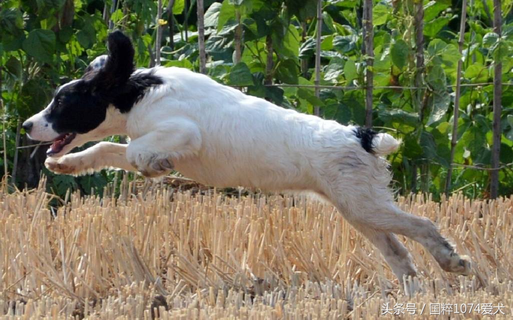 狗子不听话要怎么惩罚,不听话的狗子怎么教