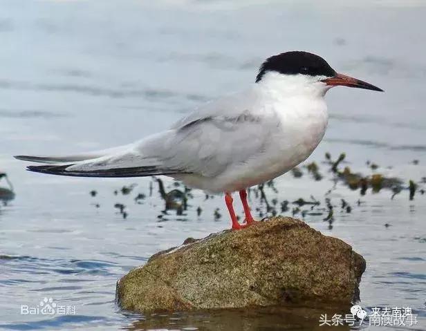 这座小岛究竟隐藏了多少秘密,一座鲜为人知的隐藏小岛