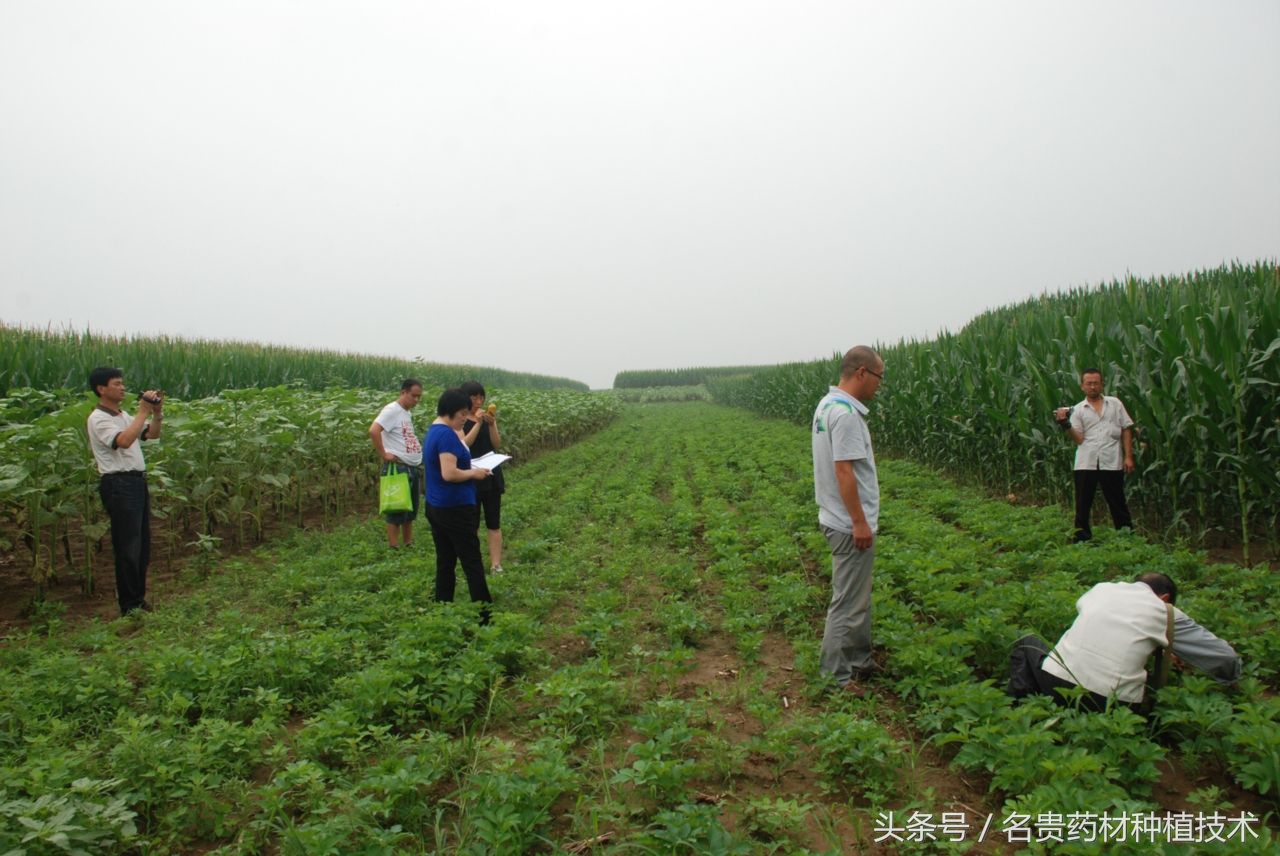 广西种植中药材哪些药材前景好,2021年中药材种植前景分析图
